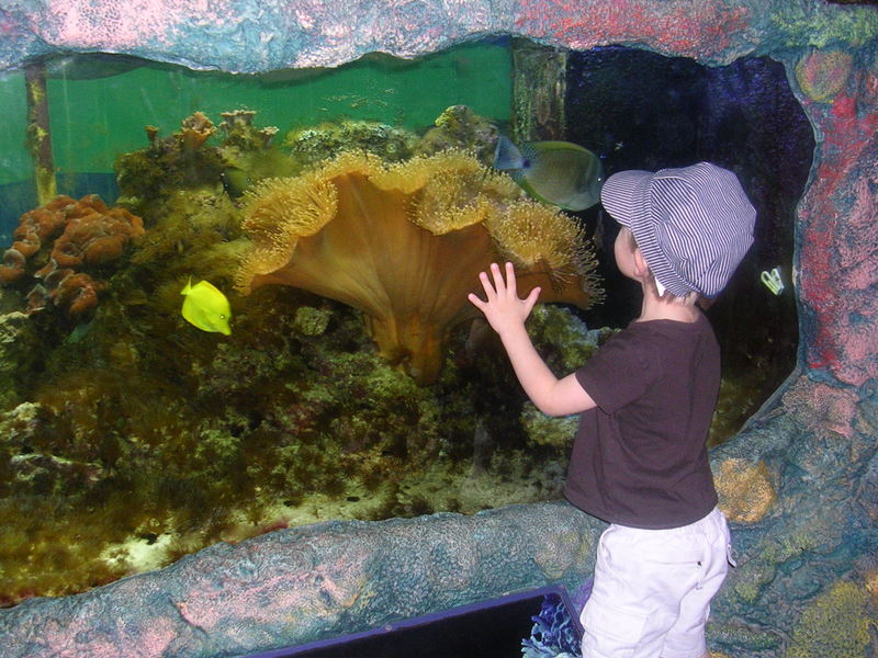 fish1